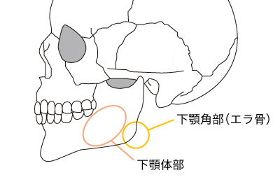 下顎角の構造(角部と体部)