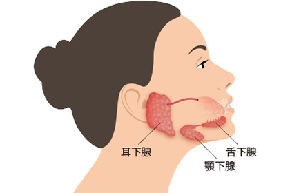 顔が大きく見える原因となる唾液腺は3つ