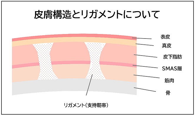 ほうれい線のメカニズム