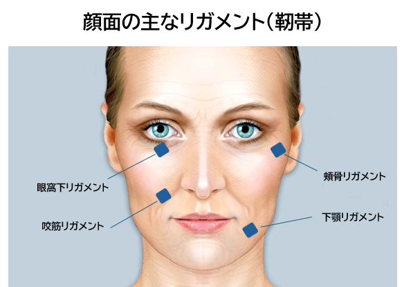 ほうれい線のリガメント