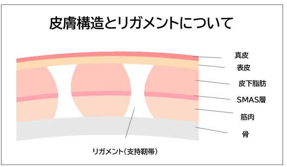 ほうれい線のメカニズム